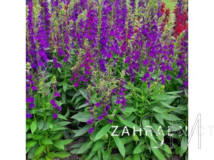 Lobelia sp. 'Starship F1 Blue'  Lobelka nádherná
