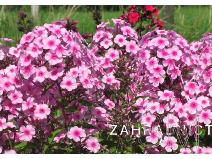 Phlox pan. 'Miss Pepper'  Plamenka 'Miss Pepper'