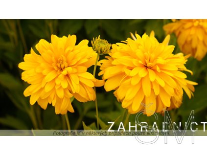 Rudbeckia lac. 'Goldquelle'  Třapatka dřípatá 'Goldquelle'