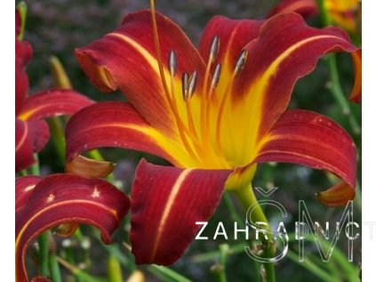 Hemerocallis 'Autumn Red'  Denivka  'Autumn Red'