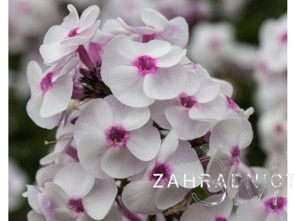 Phlox pan. 'Ice Cream'  Plamenka latnatá 'Ice Cream'