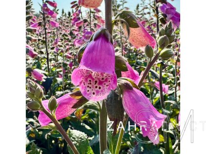 Digitalis purp. 'Panther'  Náprstník červený 'Panther'