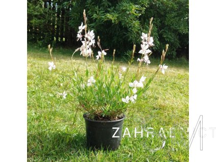 Gaura lindh. 'White Dove PBR'  Svíčkovec 'White Dove PBR'