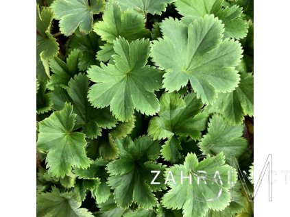Alchemilla eryth. 'Alma'  Kontryhel  'Alma'