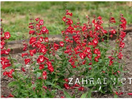 Penstemon hart. 'Partybells Red'  Penstemon hart. 'PartybellsRed'