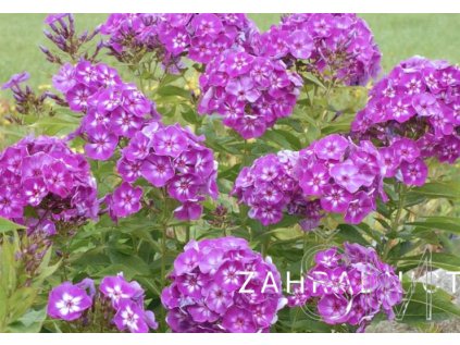 Phlox amplifolia 'Goliath'  Plamenka širolistá 'Goliath'