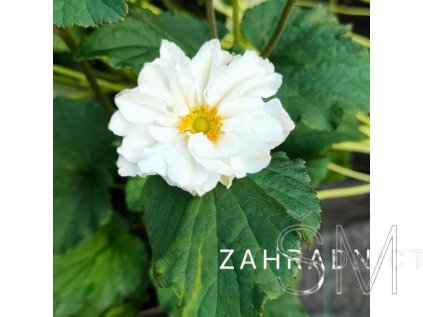 Anemone hyb. 'Whirlwind'  Sasanka japonská 'Whirlwind'