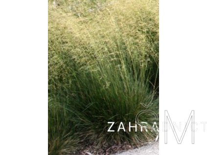 Deschampsia cespitosa 'Schottland'  Metlice trsnatá 'Schottland'