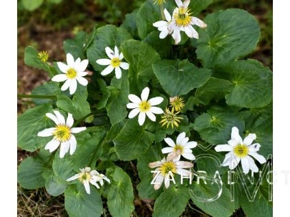 Caltha leptosepata  blatouch americký