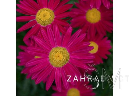 Tanacetum cocc. 'Robinson's Red'  Kopretina šarlatová 'Robinson's Red'