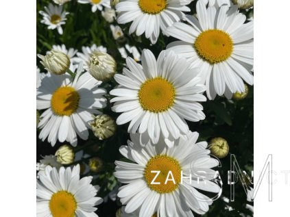 Leucanthemum max. Ooh La 'Lagrande'  Kopretina největší Ooh La 'Lagrande'