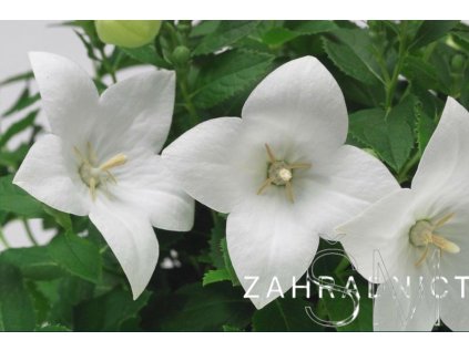 Platycodon gran. 'Twinkle White'  Boubelka velkokvětá 'Twinkle White'