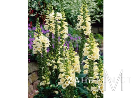 Digitalis grand. 'Dwarf Carillion'  Náprstník velkokvětý