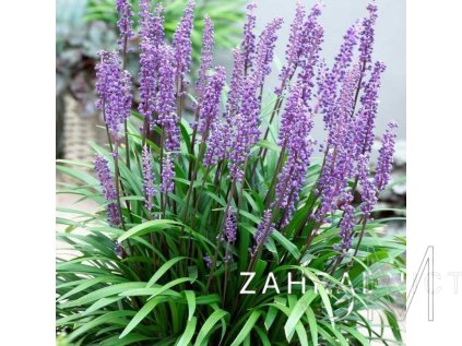 Liriope musc. 'Moneymaker'  Podzimní modřenec 'Moneymaker'
