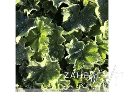 Alchemilla mollis 'Auslese'  Kontryhel měkký 'Auslese'