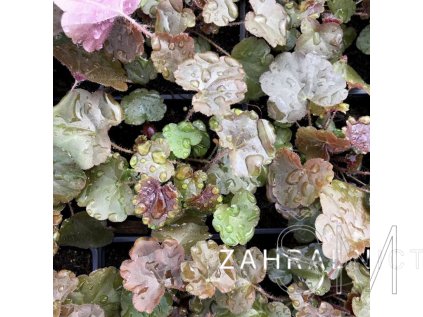 Heuchera am. 'Palace Purple'  Dlužicha americká 'Palace Purple'