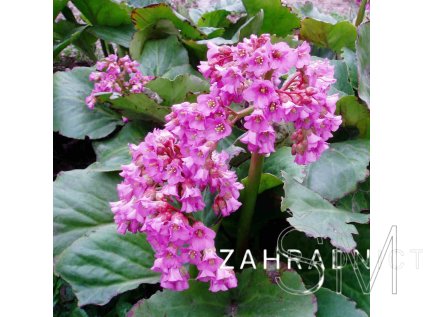 Bergenia cor. 'Rotblum'  Bergenie srdčitá 'Rotblum'