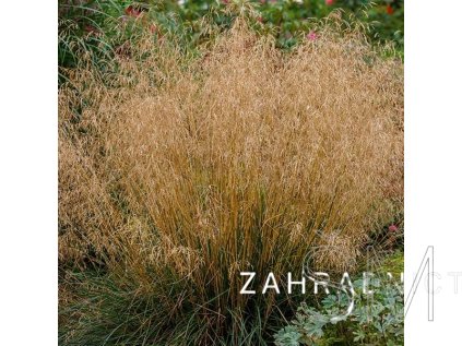 Deschampsia cespitosa  Metlice trsnatá