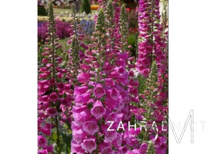 Digitalis purp. 'Dalmatian Rose'  Náprstník červený 'Dalmatian Rose'