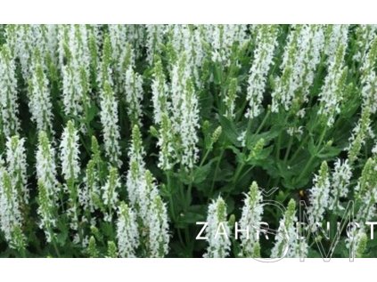Salvia nem. 'Synchro White'  Šalvěj  'Synchro White'