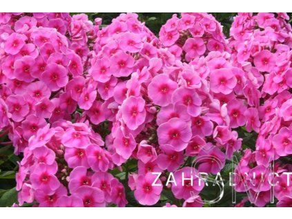 Phlox pan. 'Cosmopolitan'®  Plamenka latnatá
