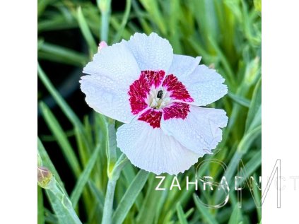 Dianthus plum. 'Dixie® White Red Bicolor'  Hvozdík péřitý 'Dixie® White Red Bicolor'