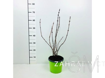 Lonicera kamt. 'Gordost Bakczara'® Zimolez kamčatský