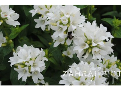 Campanula glom. 'Alba' Zvonek klubkatý 'Alba'