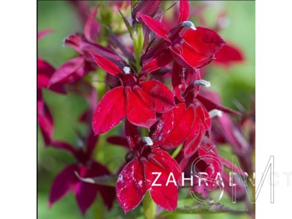 Lobelia sp. 'Fan® Burgundy'  Lobelka 'Fan® Burgundy'