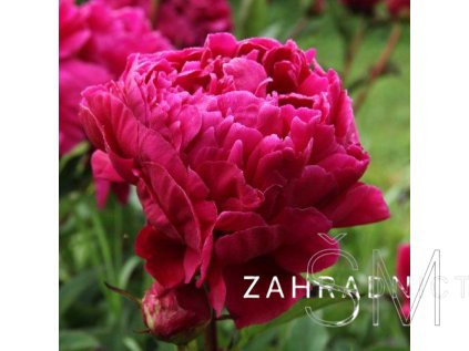 Paeonia lactiflora 'Inspecteur Lavergne'  Pivoňka růžovo červená plná