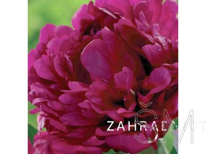Paeonia lactiflora 'W. F. Turner' Pivoňka čínská 'W. F. Turner'