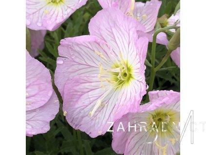 Oenothera spec. 'Siskiyou Pink' Pupalka nádherná 'Siskiyou Pink'