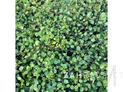 Muehlenbeckia com. 'Minero®'  Mulenbekie 'Minero®'