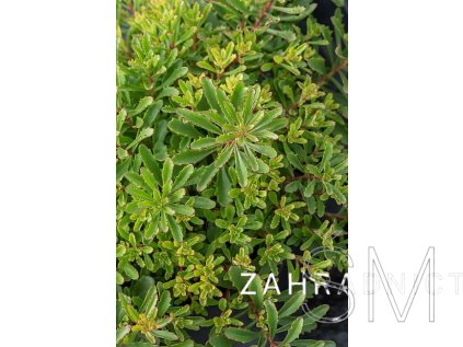 Sedum floriferum  Rozchodník