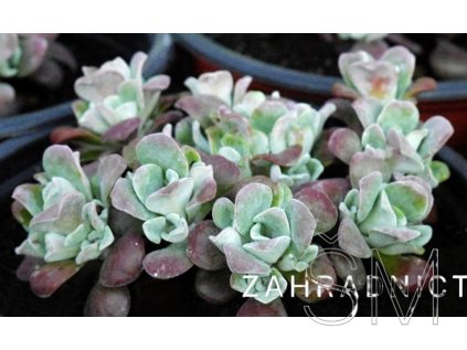 Sedum spath. 'Purpureum'  Rozchodník lžičkolistý  'Purpureum'