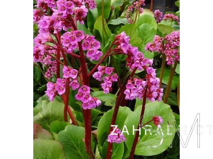 Bergenia cordifolia 'Rose'  Bergenie srdčitá 'Rose'