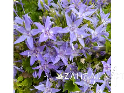 Campanula garganica 'Major' Zvonek garganský 'Major'