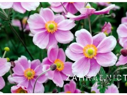 Anemone hup. 'Rose Shades' Sasanka hupejská 'Rose Shades'