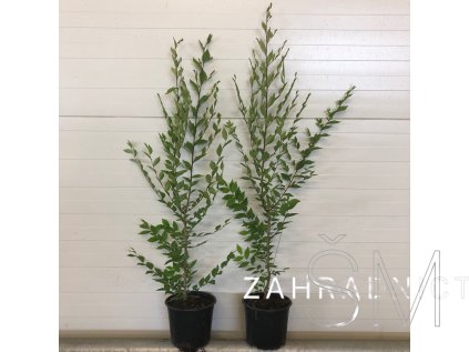 Ulmus pumila  Jilm sibiřský