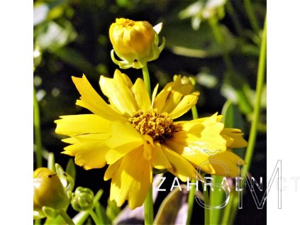 Coreopsis grand. 'Presto®' Krásnoočko velkokvěté 'Presto®'