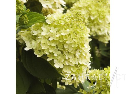 Hydrangea paniculata 'Limelight®' Hortenzie 'Limelight®'