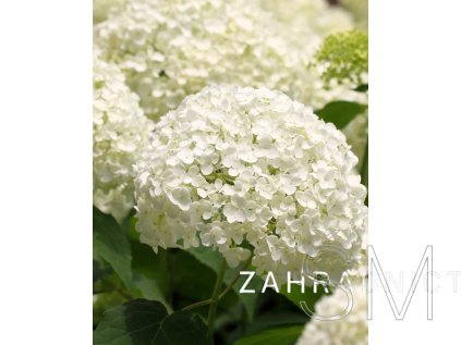 Hydrangea arborescens 'Strong Annabelle'  Hortenzie stromečkovitá Strong Annabelle