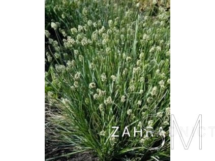 Sesleria caerulea  Pěchava vápnomilná
