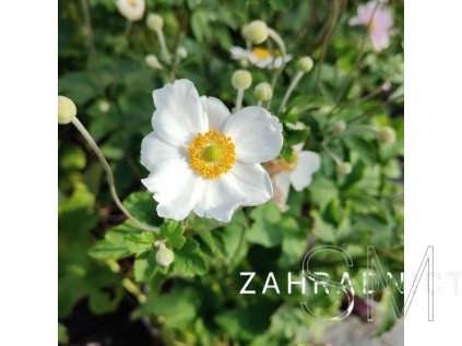Anemone hyb. 'Honorine Jobert'  Sasanka japonská 'Honorine Jobert'
