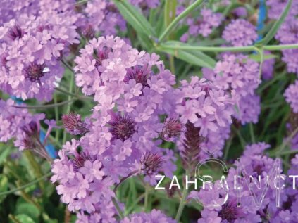 Verbena rigida 'Venosa'  Sporýš tuhý 'Venosa'