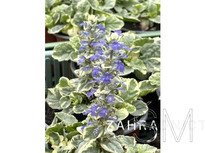 Ajuga reptans 'Variegata'  Zběhovec plazivý 'Variegata'