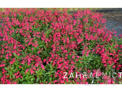 Salvia greggii 'Mirage Hot Pink'  Šalvěj Gregorova 'Mirage Hot Pink'