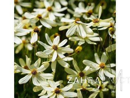 Coreopsis vert. 'Moonbeam' Krásnoočko přeslenité 'Moonbeam'