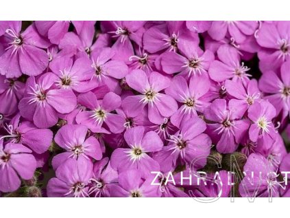 Saponaria 'Bressingham'  Mydlice  'Bressingham'
