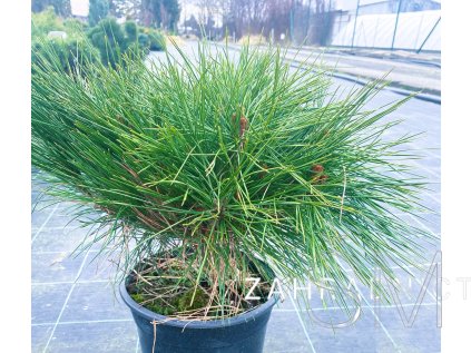 Pinus densiflora 'Alice Verkade'  Borovice hustokvětá  'Alice Verkade'